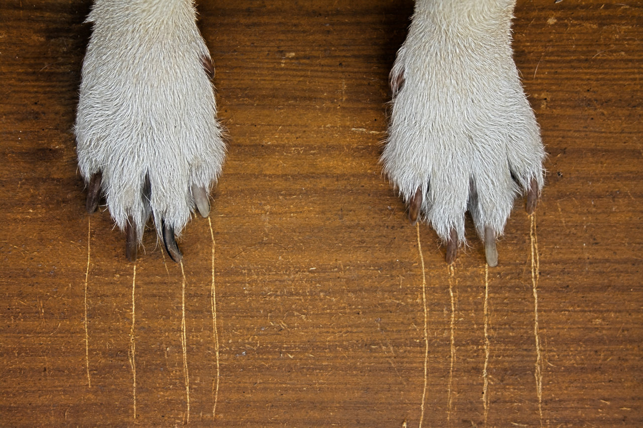 Pets claws can damage floor finishes